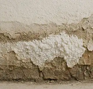 Schimmel an feuchter Wand