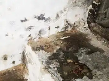 Grünlicher Schimmel – Beispielbild