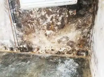 Entstehung von schwarzem Schimmel – Ursachen