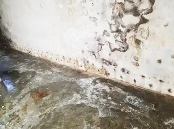 Schimmel an Innenwand – Nahaufnahme