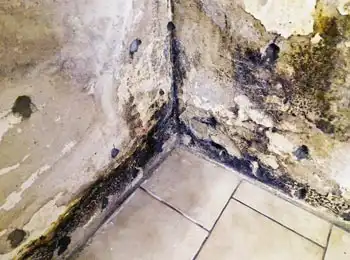 Schwarzer Schimmel im Keller – Vorgehen