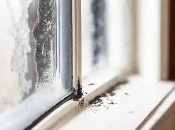 Gefährdet schwarzer Schimmel die Gesundheit?