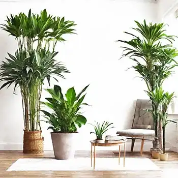 Zimmerpflanzen für bessere Luftqualität