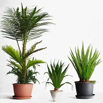 Empfohlene Zimmerpflanzen für besseres Raumklima